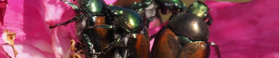 Japanese beetles making whoopee