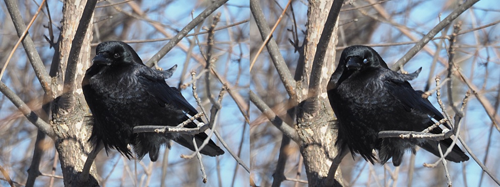 2-photo collage of crow with nictitating membrane