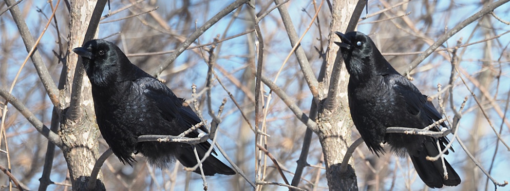 2-photo collage of crows showing nictitating membrane