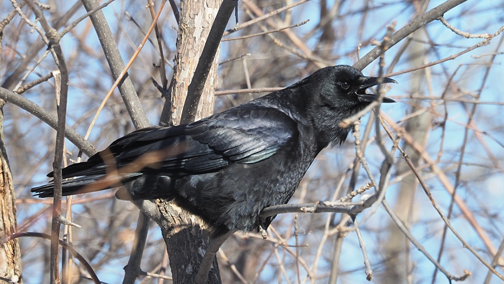 Crwo in full extension and in sunlight