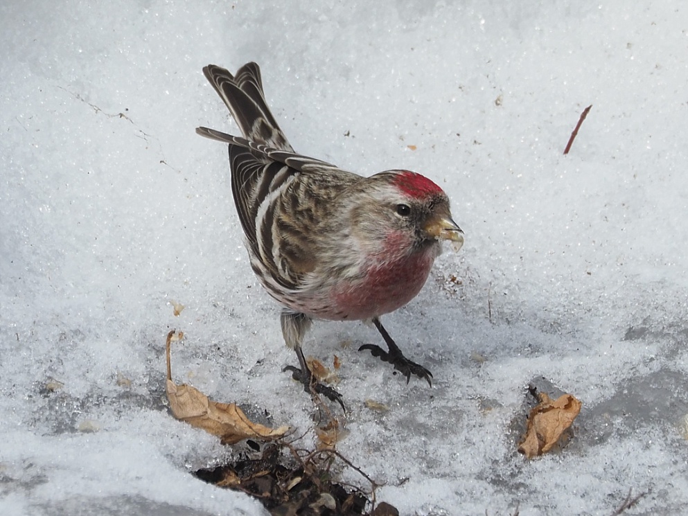 Redpoll feeding on seed scatter under a feeder