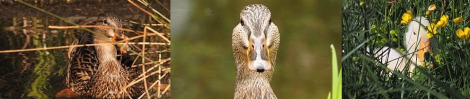 3-photo collage of ducks watching