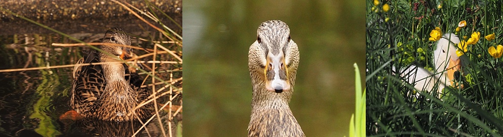 3-photo collage of ducks watching