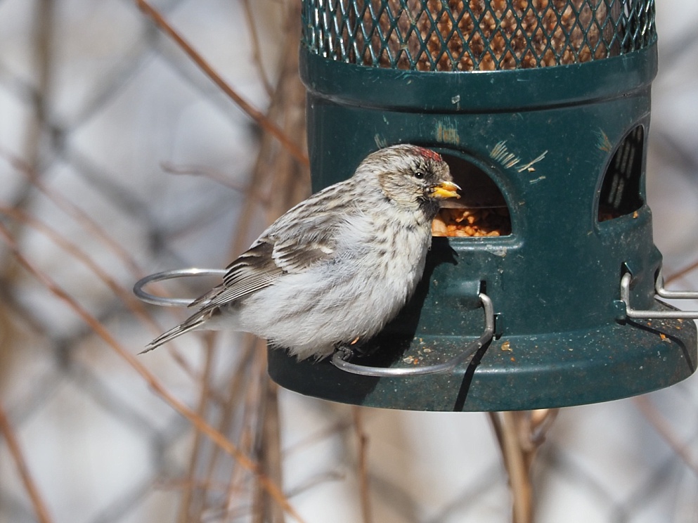 Hoary redpoll at feeder