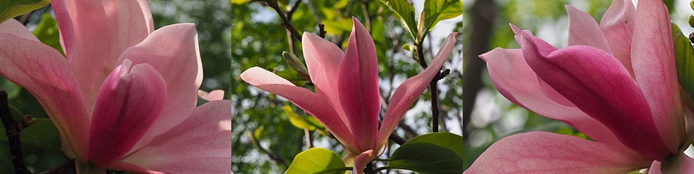 Triptych of magnolia blossoms