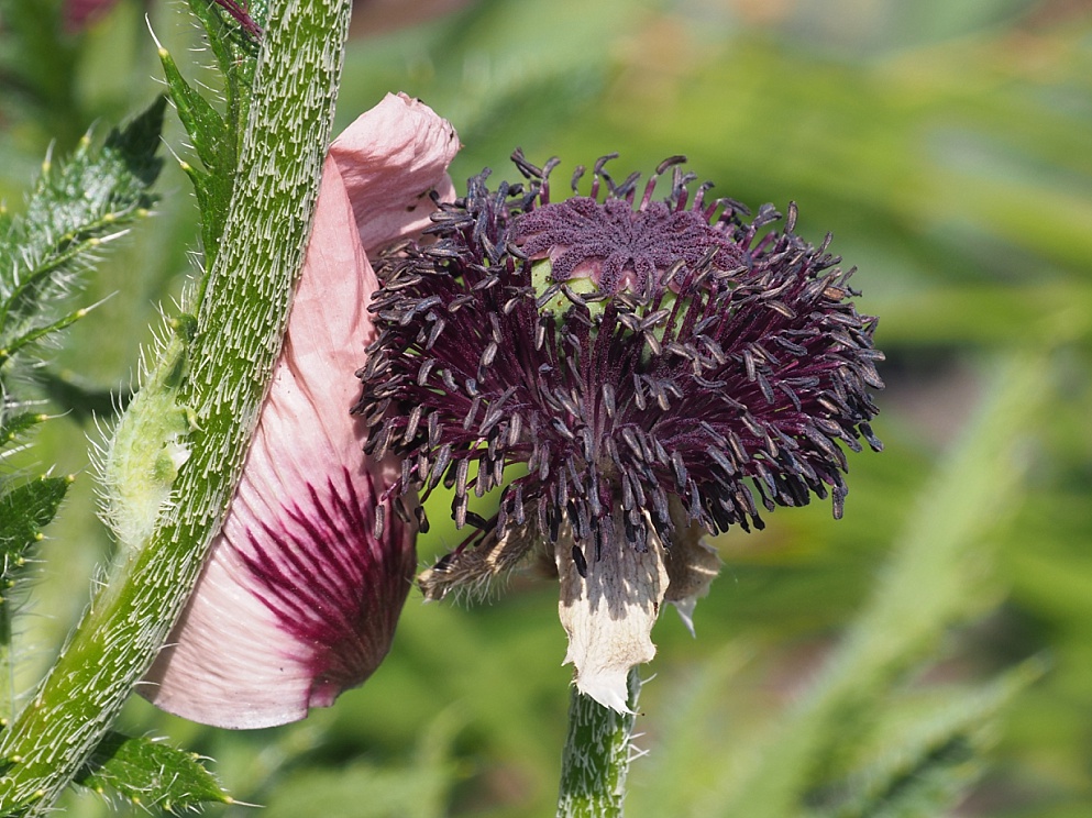 CA poppy seed head with petal