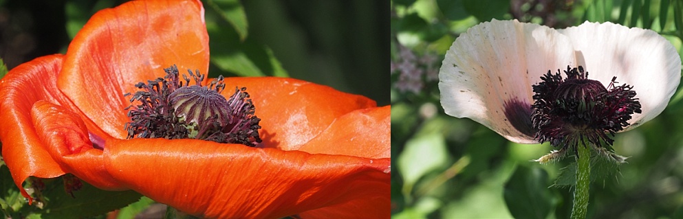 2-photo collage of CA poppies