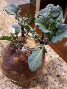 Sprouted rutabaga 