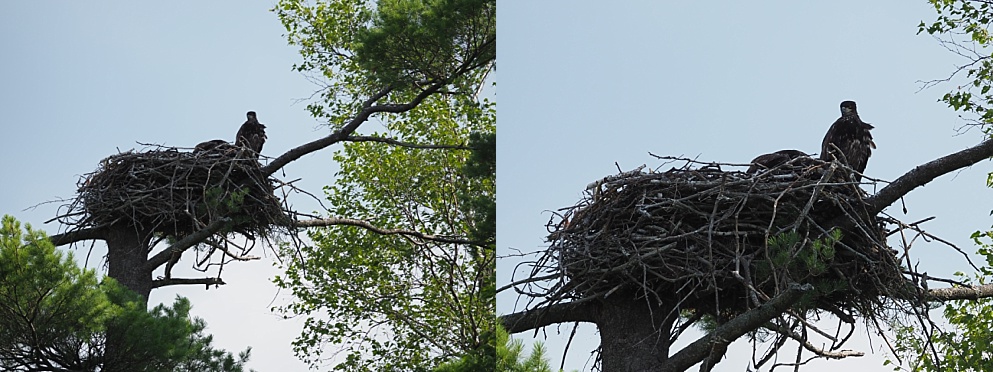 Juvenile eagle in nest.