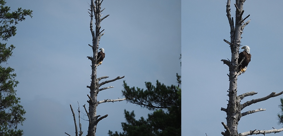 Collage of bald eagle in dead tree