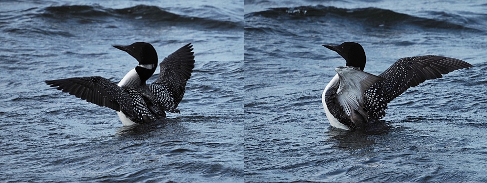 Collage of loons with wings outstretched.