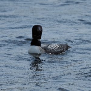 Head-on shot of loon.