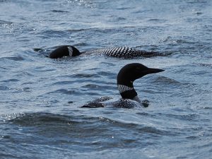 Pair of loons on surface