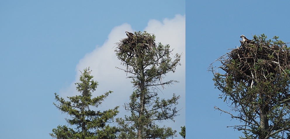 Juvenile osprey in nest