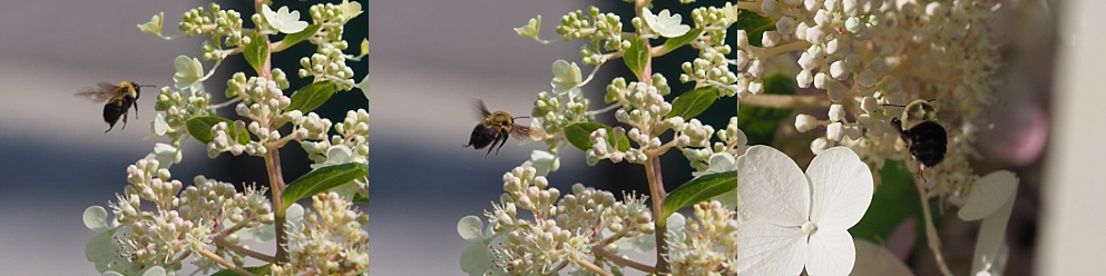 2-photo collage of bumblebees