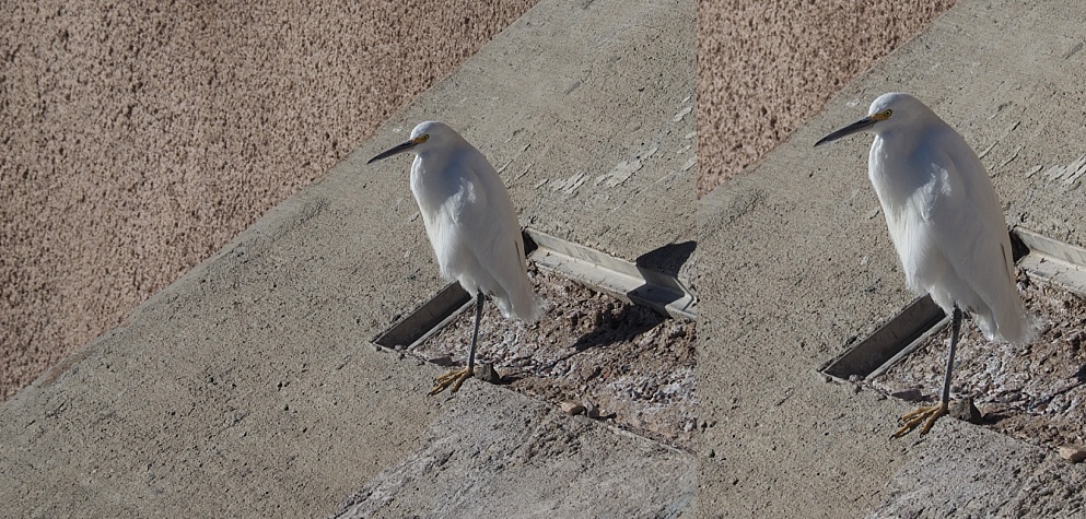 Collage of snowy egret shots