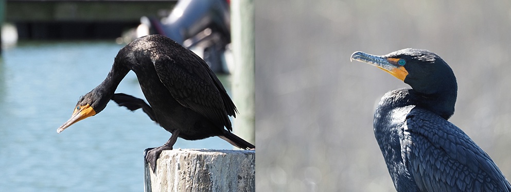 Collage of two cormorant photos